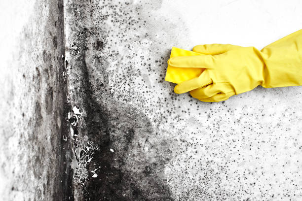 Best Toxic Mold Removal  in Sheffield, AL