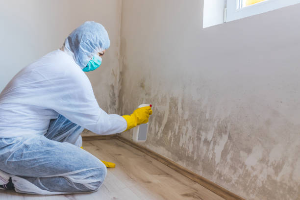 Certified Mold Removal in Sheffield, AL