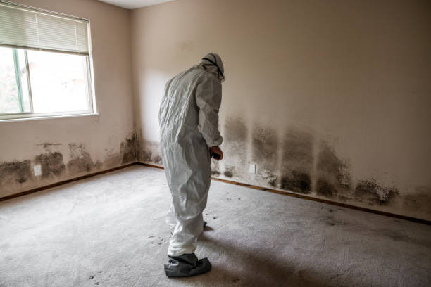 Best Mold Remediation Experts  in Sheffield, AL