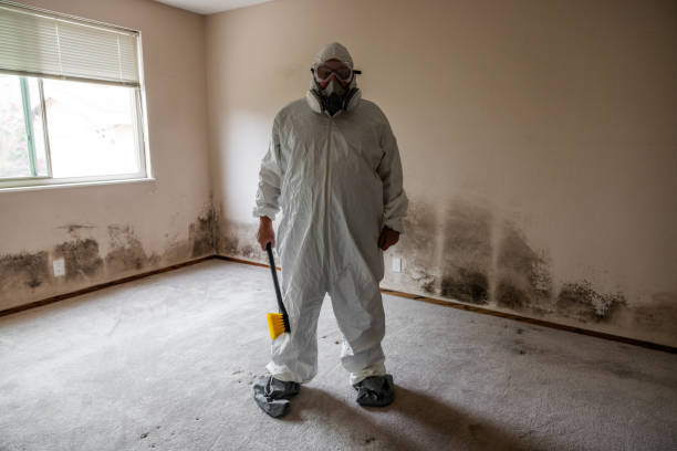 Trusted Sheffield, AL Mold Removal Experts