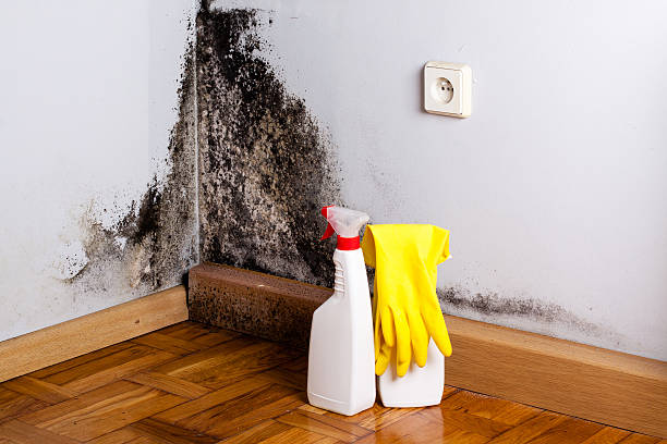 Best Mold Removal and Inspection  in Sheffield, AL
