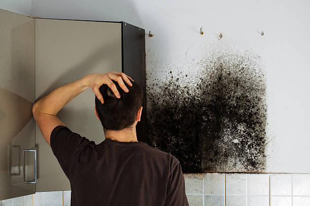 Best Commercial Mold Removal  in Sheffield, AL