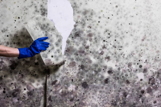 Best Office Mold Removal Services  in Sheffield, AL