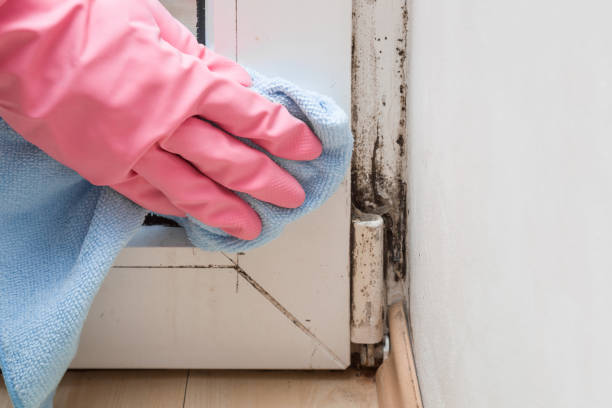 Best Attic Mold Removal  in Sheffield, AL