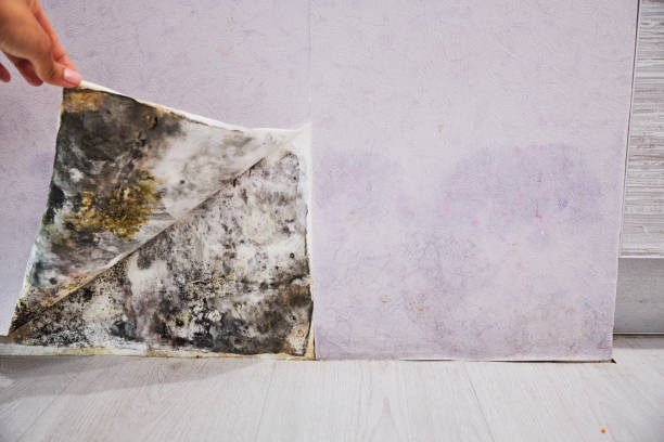 Mold Removal and Inspection in Sheffield, AL